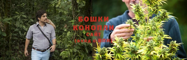 прущие грибы Верхний Тагил